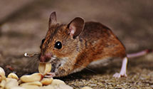 24 Hour & Emergency Exterminators in Clayton, MI